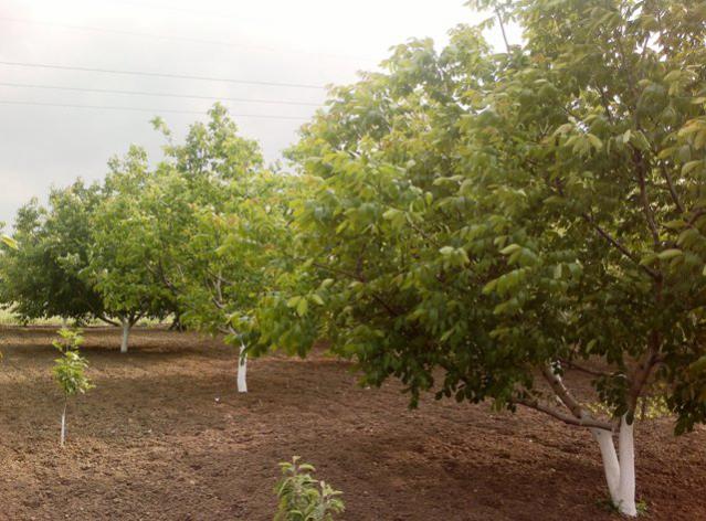 Name:  ABCD0001.jpg
Views: 4072
Size:  58.1 KB