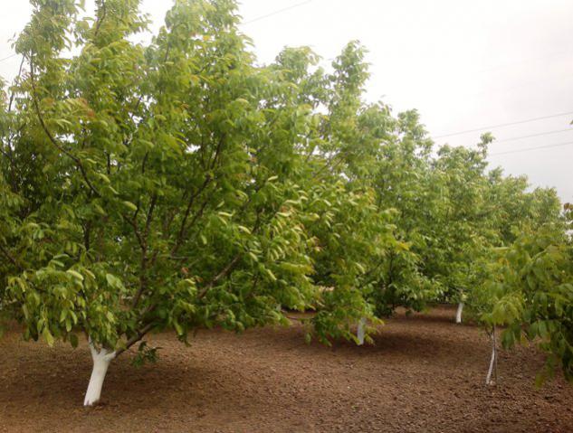 Name:  ABCD0002.jpg
Views: 16056
Size:  61.0 KB