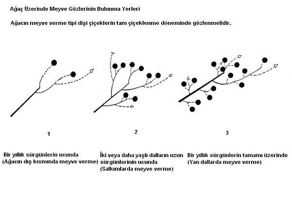 Name:  cevizlerde meyve verme tipleri.jpg
Views: 4403
Size:  27.3 KB