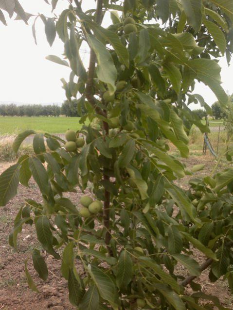 Name:  ABCD0001.jpg
Views: 2490
Size:  54.3 KB
