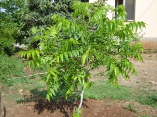 Name:  PKAN CEVZ.JPG
Views: 16416
Size:  51.1 KB