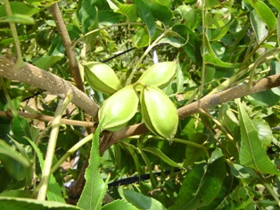 Name:  Pikan2.JPG
Views: 5362
Size:  60.7 KB