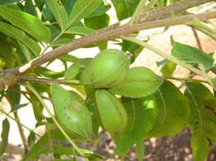 Name:  pikan3.JPG
Views: 10598
Size:  55.0 KB