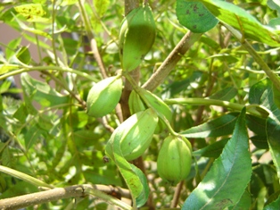 Name:  pikan4.JPG
Views: 7954
Size:  59.3 KB