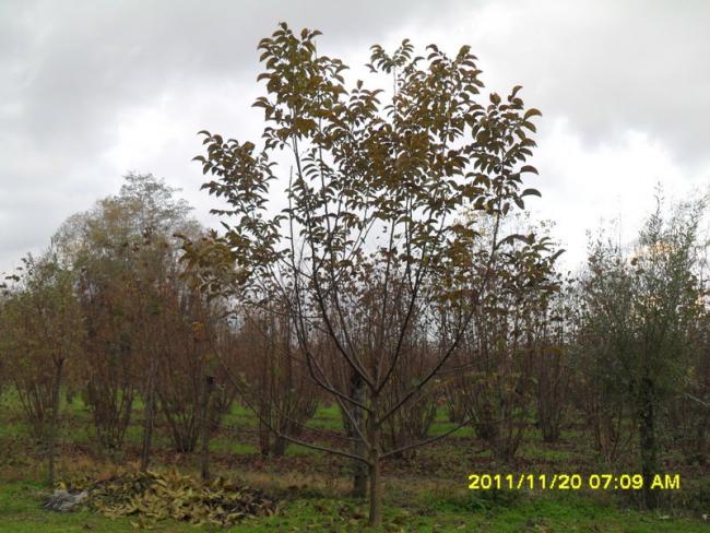 Name:  004.jpg
Views: 38719
Size:  64.6 KB