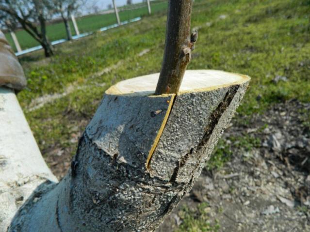 Name:  DSCN0574.jpg
Views: 29006
Size:  54.6 KB