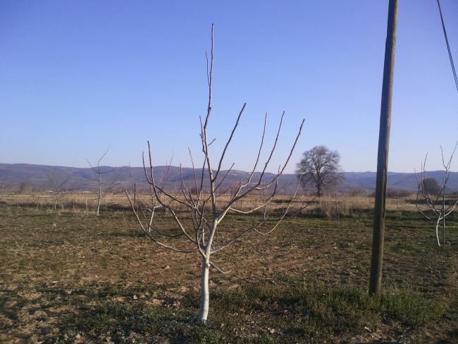 Name:  Fotoraf0232.jpg
Views: 4728
Size:  51.8 KB