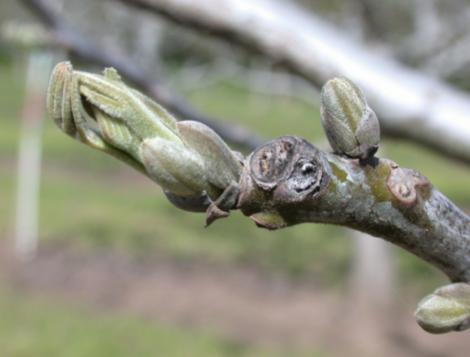 Name:  bud break.jpg
Views: 11689
Size:  17.6 KB