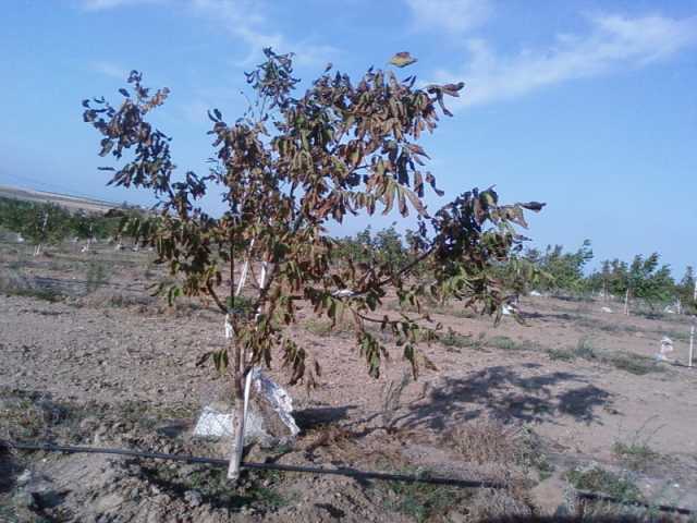 Name:  234t.jpg
Views: 12526
Size:  42.9 KB