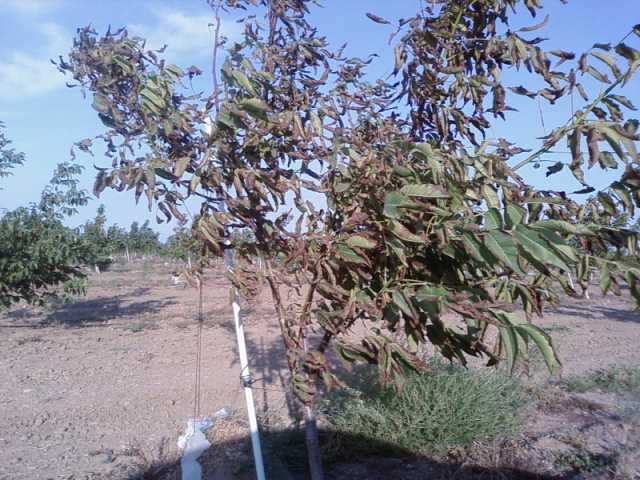 Name:  6543gh.jpg
Views: 11571
Size:  54.7 KB