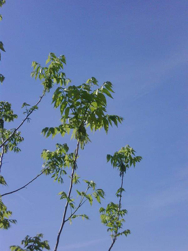 Name:  IMG00422-20120423-1552.jpg
Views: 2028
Size:  49.5 KB