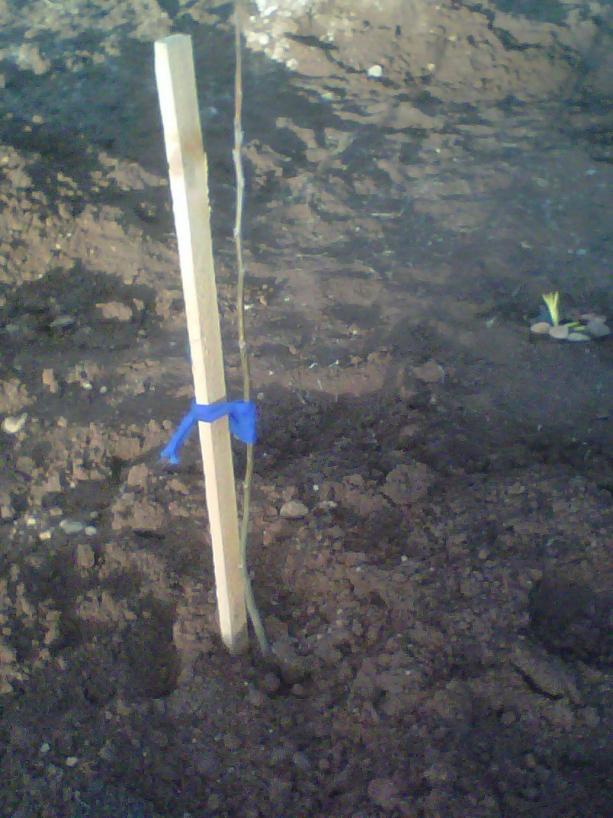 Name:  IMG01478-20120415-1855.jpg
Views: 7521
Size:  70.6 KB