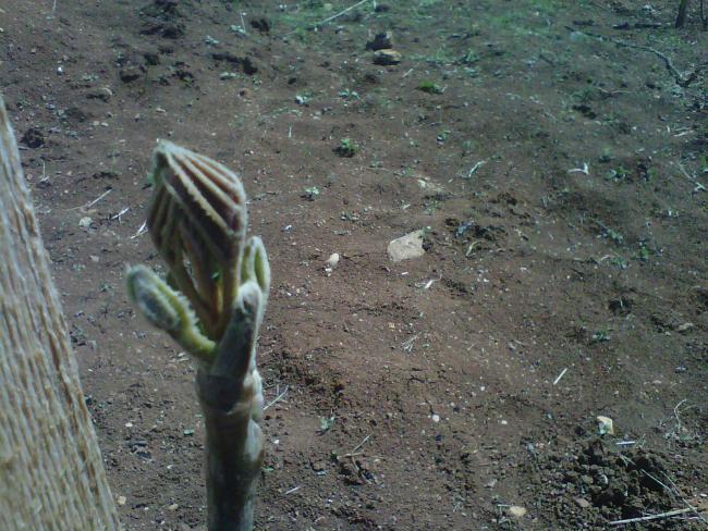 Name:  IMG01543-20120424-1125.jpg
Views: 7571
Size:  69.6 KB