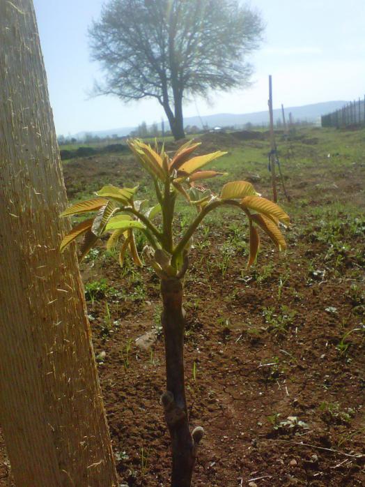 Name:  IMG01599-20120502-0941.jpg
Views: 7527
Size:  72.7 KB