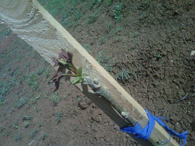 Name:  IMG01603-20120502-0942.jpg
Views: 7394
Size:  70.1 KB