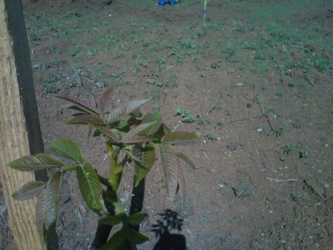 Name:  IMG01611-20120502-0944.jpg
Views: 7280
Size:  52.0 KB