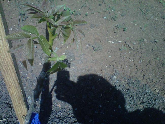 Name:  IMG01612-20120502-0944.jpg
Views: 7296
Size:  55.6 KB