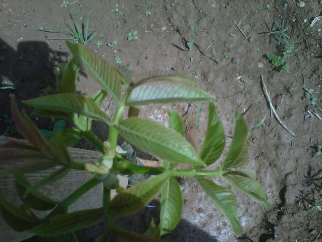 Name:  IMG01726-20120509-1419.jpg
Views: 1890
Size:  50.9 KB
