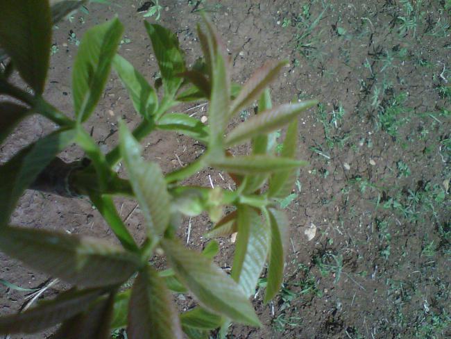 Name:  IMG01727-20120509-1419.jpg
Views: 1890
Size:  57.7 KB