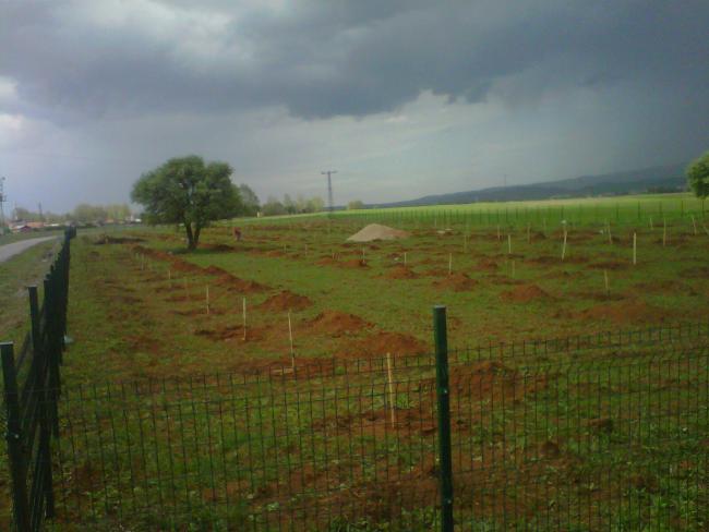 Name:  IMG01729-20120509-1426.jpg
Views: 2160
Size:  36.7 KB