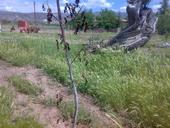 Name:  190520123667.jpg
Views: 4245
Size:  70.5 KB