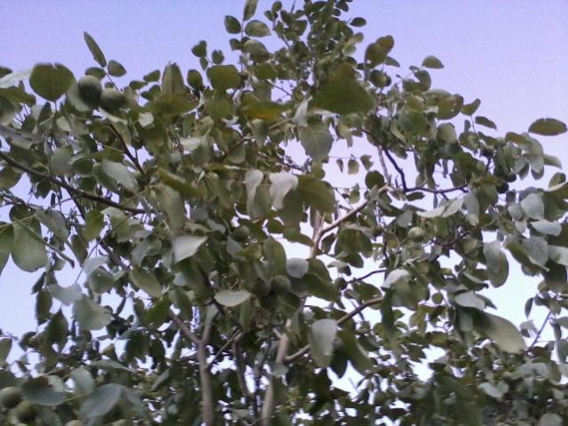 Name:  Fotoraf0254.jpg
Views: 2341
Size:  62.3 KB