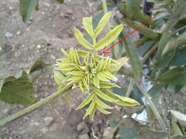 Name:  14092012324.jpg
Views: 2631
Size:  50.6 KB