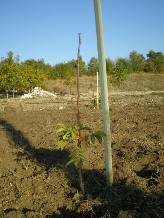 Name:  PA140003.jpg
Views: 1313
Size:  62.8 KB