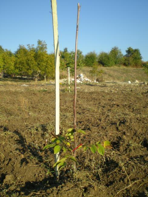Name:  PA140005.jpg
Views: 1339
Size:  62.7 KB