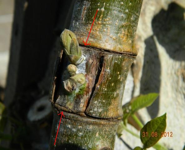 Name:  Resim 075.jpg
Views: 2759
Size:  54.5 KB