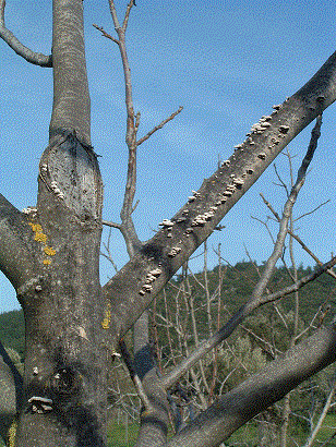 Name:  c10_1303hasta1.gif
Views: 3433
Size:  61.1 KB
