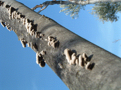 Name:  c10_1303hasta2.gif
Views: 3433
Size:  58.2 KB