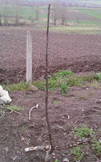 Name:  Tepesi vurulmu fidan.jpg
Views: 4332
Size:  38.9 KB