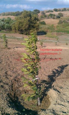 Name:  IMAG0707.jpg
Views: 2094
Size:  40.9 KB