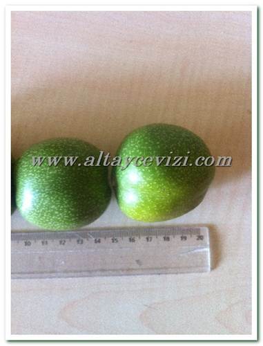 Name:  altay ceviz rn 2.jpg
Views: 8039
Size:  24.1 KB