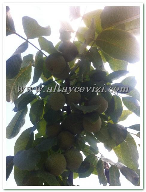 Name:  IMG_2336.jpg
Views: 3809
Size:  43.4 KB