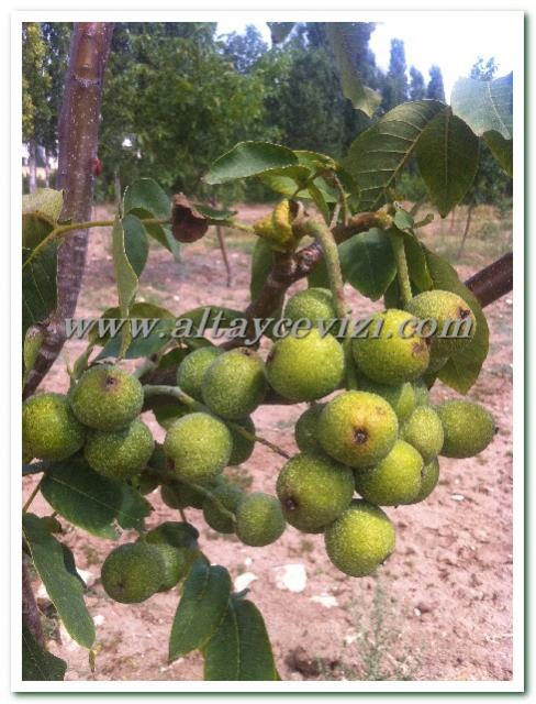 Name:  IMG_2337.jpg
Views: 4215
Size:  63.2 KB