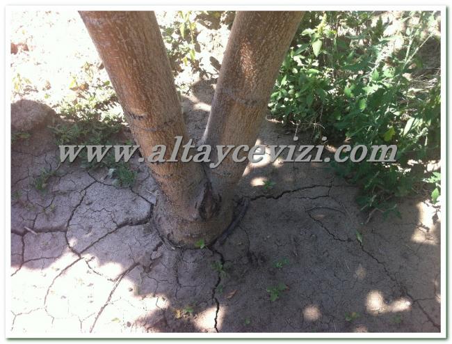 Name:  IMG_6280.jpg
Views: 3805
Size:  67.5 KB