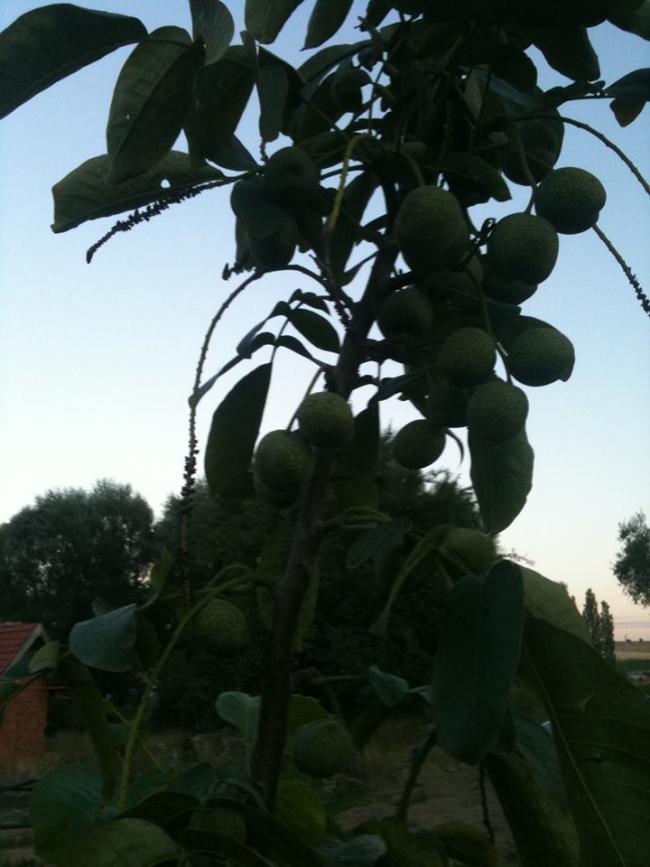 Name:  1239758_155627837977102_305492816_n.jpg
Views: 3139
Size:  55.3 KB