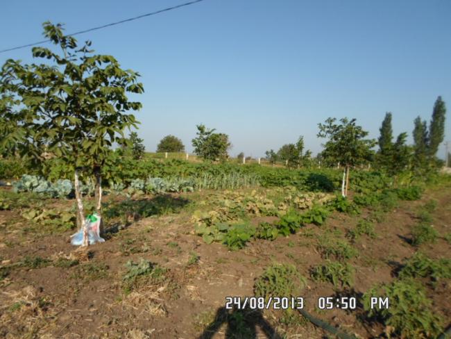 Name:  SAM_0239.jpg
Views: 5543
Size:  57.0 KB
