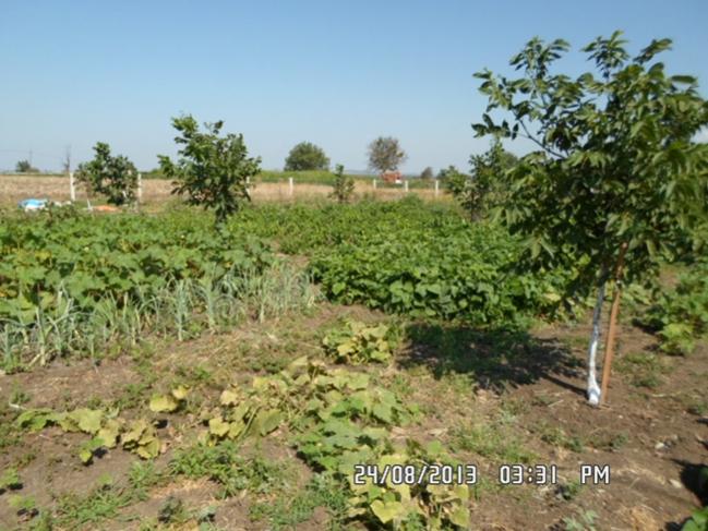 Name:  SAM_0238_Edited.jpg
Views: 1277
Size:  62.8 KB
