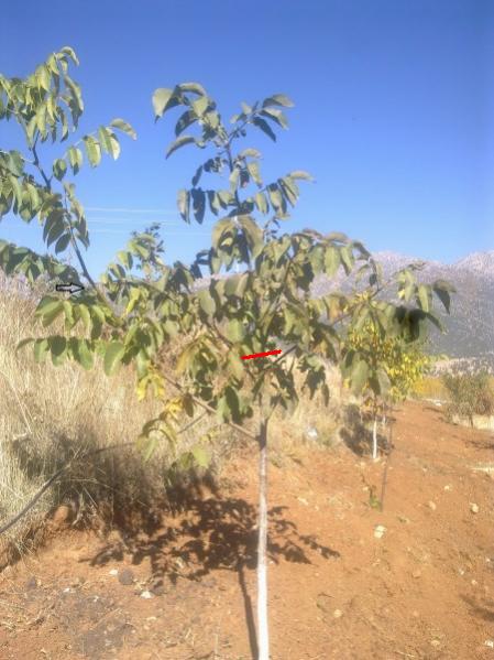 Name:  Grnt0101 (450 x 600).jpg
Views: 4223
Size:  47.4 KB