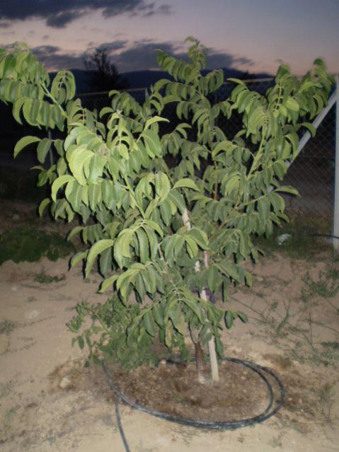 Name:  2008 IZIN SEFIK KY 019.jpg
Views: 7006
Size:  50.4 KB
