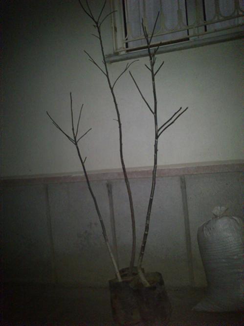 Name:  chandler_ceviz.jpg
Views: 8160
Size:  27.0 KB