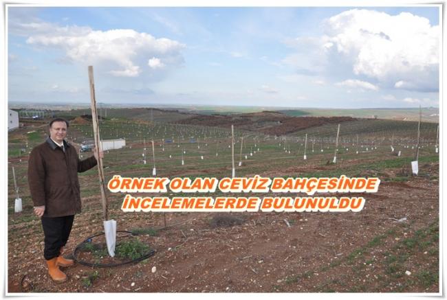 Name:  uzunkpr rnek ceviz bahesi.jpg
Views: 4600
Size:  47.8 KB