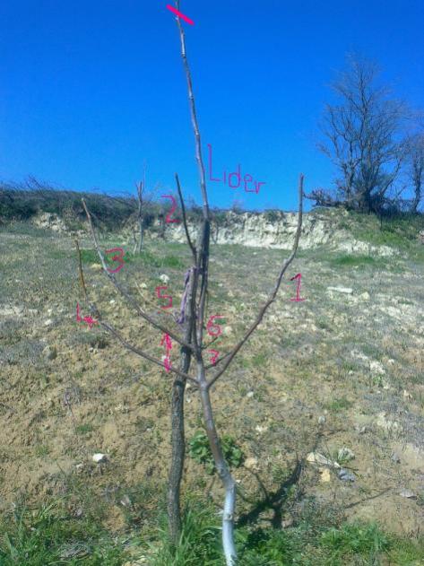 Name:  ceviz budama tavsiye1.jpg
Views: 2563
Size:  58.6 KB