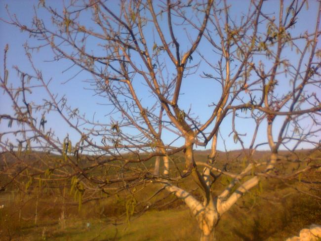 Name:  Fotoraf0195.jpg
Views: 1837
Size:  59.4 KB