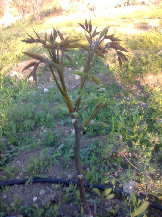 Name:  Fotoraf0196.jpg
Views: 1536
Size:  74.9 KB
