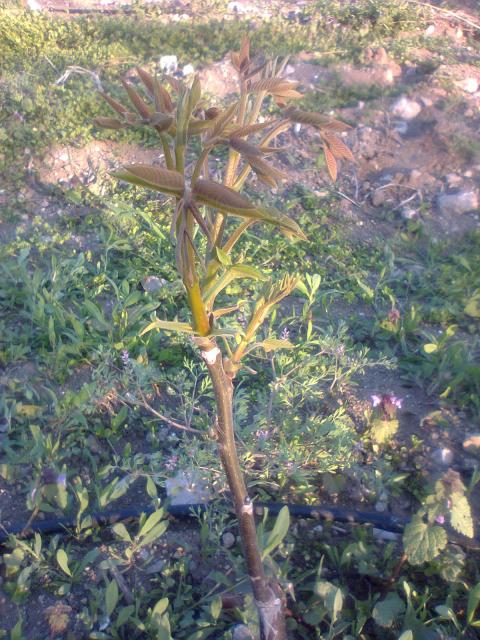 Name:  Fotoraf0197.jpg
Views: 1387
Size:  75.7 KB