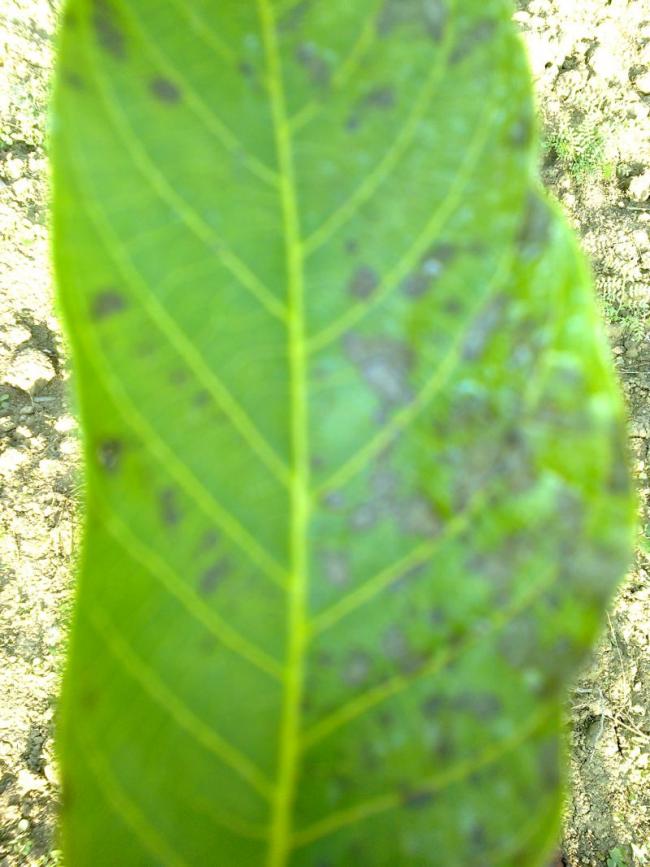 Name:  ceviz 2.jpg
Views: 3714
Size:  66.9 KB